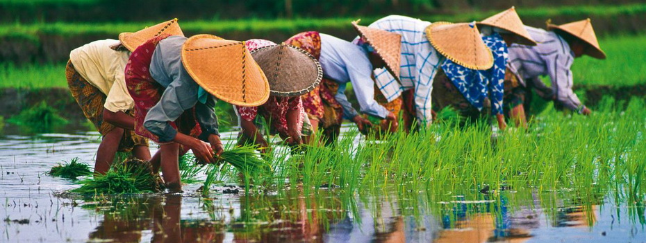 1477101872_rice-paddies-vietnam-192533-0.jpg