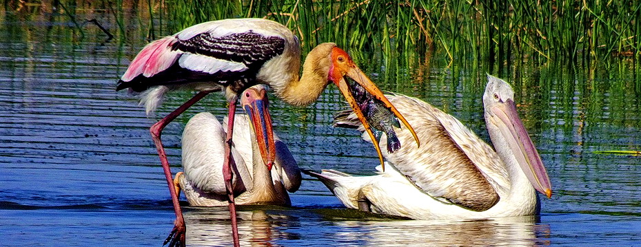 bird-2199353_1280.jpg
