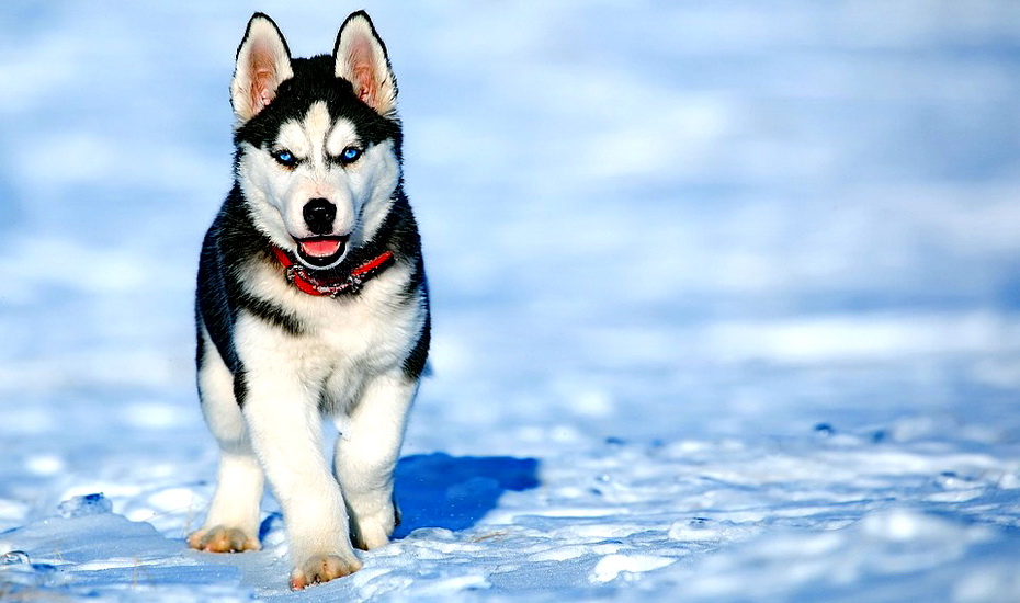 dog-2332240_960_720.jpg