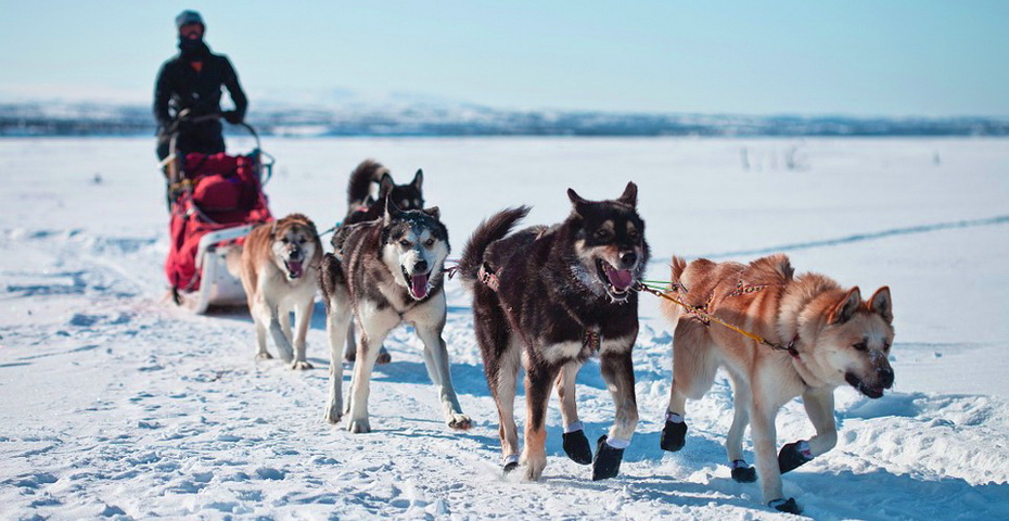 dogs-891952_960_720.jpg