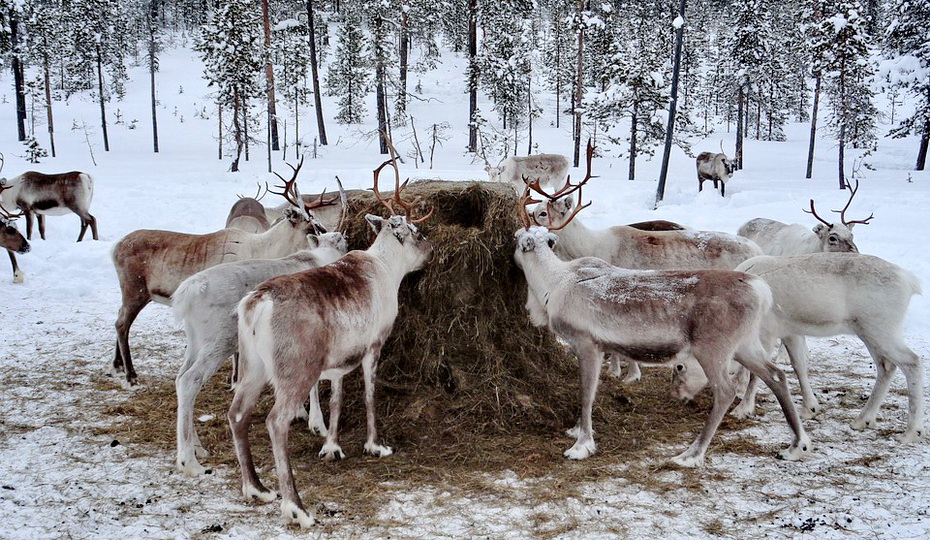 lapland-2139889_960_720.jpg