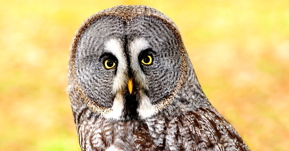 lapland-owl-2010358_960_720.jpg