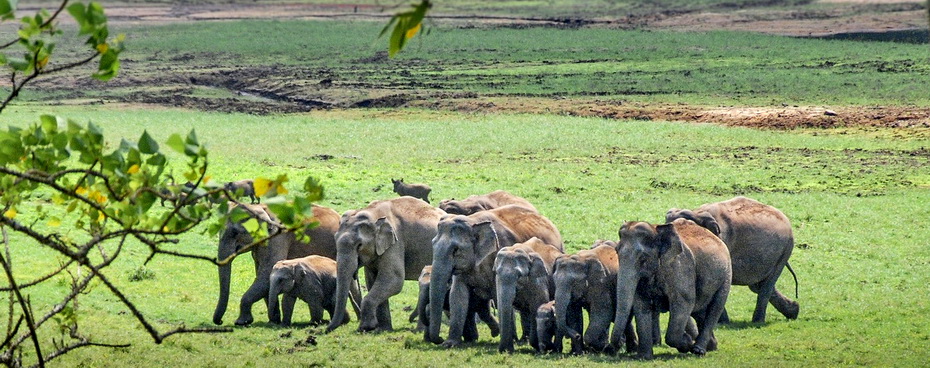 periyar-national-park-2-1400x670.jpg