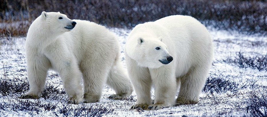 polar-bears-1665367_960_720.jpg